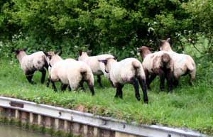 Barking at sheep