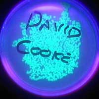 Glowing bacteria