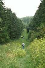 Walk in Utlah's Wood